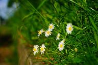 daisy-white-bellis-philosophy-1365856.jpg