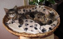 sleeping-2-kittens-snuggle-cute-664621.jpg