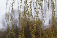 pasture-branches-aesthetic-714962.jpg