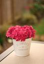 fresh-flower-pink-hydrangea-nature-932753.jpg