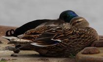 mallard-anas-platyrhynchos-duck-347802.jpg