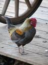 chicken-rooster-hens-bird-chickens-105477.jpg