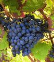 grapes-blue-winegrowing-vines-437932.jpg