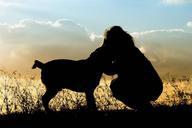 pets-dog-sunset-girl-outdoors-sky-586929.jpg