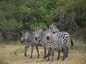 zebra-uganda-africa-horses-1373431.jpg