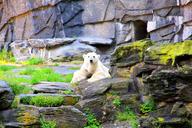 polar-bear-bear-enclosure-264600.jpg