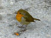 robin-bird-animals-95988.jpg