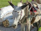 donkey-beast-of-burden-packed-197026.jpg