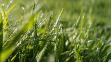 grass-macro-lawn-green-595161.jpg