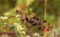 blackberries-berries-wild-fruit-1109314.jpg