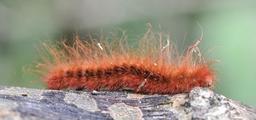 caterpillar-animal-insect-larvae-601285.jpg