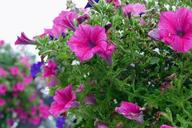 purple-flowers-nature-purple-flower-1599393.jpg