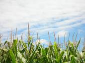 corn-corn-field-plantation-field-364366.jpg