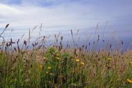 cliffs-of-moher-ireland-travel-339144.jpg