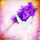 hyacinth-flower-flowers-pink-751449.jpg