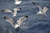 seagulls-birds-bird-flight-sea-738756.jpg