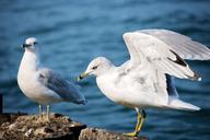 seagulls-gray-gulls-birds-sea-birds-1149037.jpg