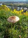 mushroom-meadow-flowers-plant-582219.jpg