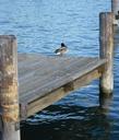 duck-birds-waterfront-lake-balaton-244250.jpg