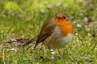 robin-erithacus-rubecula-bird-1269679.jpg