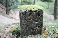 forest-stone-nature-606139.jpg