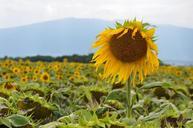 sunflower-sunflower-field-laconnex-425425.jpg