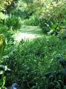 pond-pond-plant-green-nature-114464.jpg