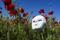 mask-poppies-field-red-nature-1431136.jpg