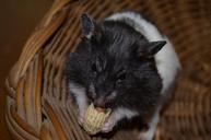 hamster-nuts-pet-animal-fun-975427.jpg