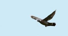 bird-pigeon-flight-flying-wings-317012.jpg