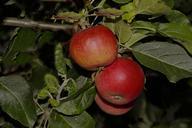 apples-garden-evening-988251.jpg