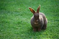 bunny-rabbit-pet-animal-1427005.jpg