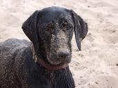 labrador-dog-beach-water-wet-346262.jpg