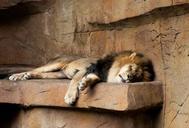 lion-zoo-sleeping-animal-671192.jpg