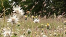 grass-weeds-flower-green-nature-564977.jpg