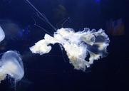 jellyfish-jelly-fish-marine-1024278.jpg