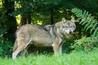 wolf-predator-european-wolf-1583200.jpg