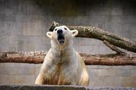 polar-bear-roar-growl-359254.jpg