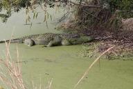 alligator-swamp-reptile-wildlife-697403.jpg