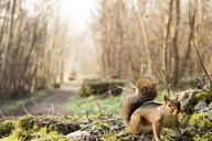 squirrel-wood-undergrowth-forest-652152.jpg