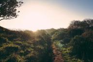 trail-path-grass-trees-bushes-sky-690400.jpg