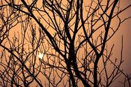 dusk-tree-by-sunshine-sunset-375988.jpg