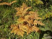 fern-leaf-fern-green-plant-forest-302620.jpg