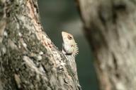 lizard-gecko-maldives-231149.jpg