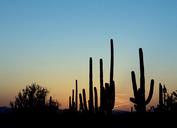 saguaro-cactus-dusk-silhouette-584405.jpg