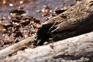 driftwood-log-water-lake-wood-203211.jpg