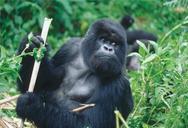 silverback-gorilla-rwanda-primate-529576.jpg