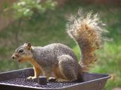 squirrel-feeder-animal-nature-594847.jpg