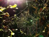 spider-web-forest-nature-morning-534080.jpg