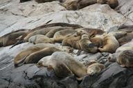 sea-lions-lion-aquatic-laying-lazy-178118.jpg